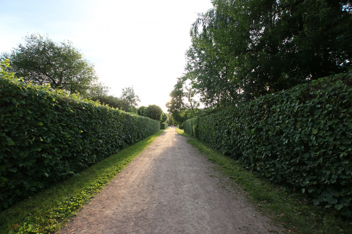 Regular residential hedge maintenance