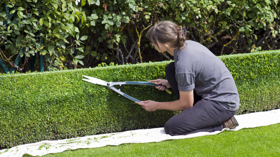 Professional residential hedge cutting