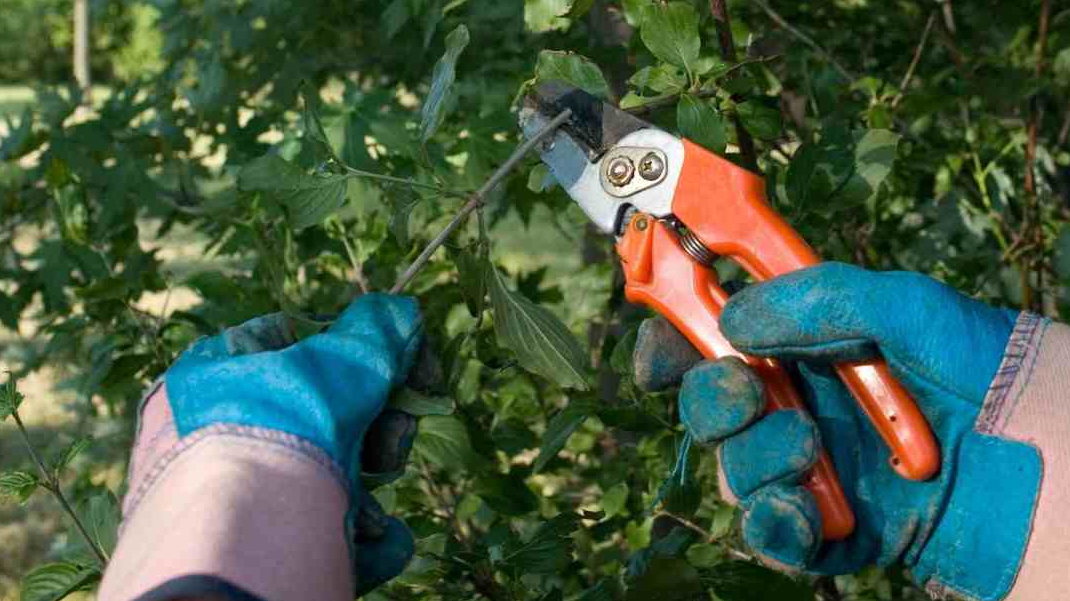 Overgrown hedge being reduced