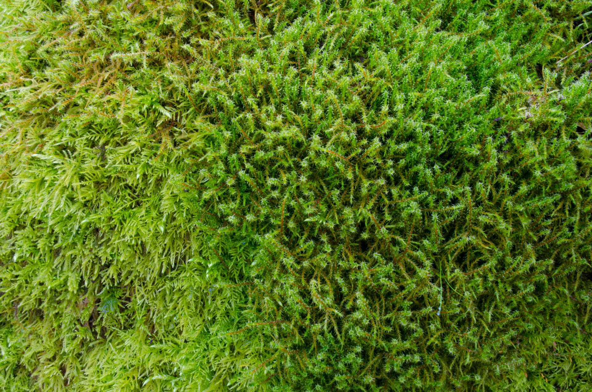 Moss and algae removal from outdoor paving