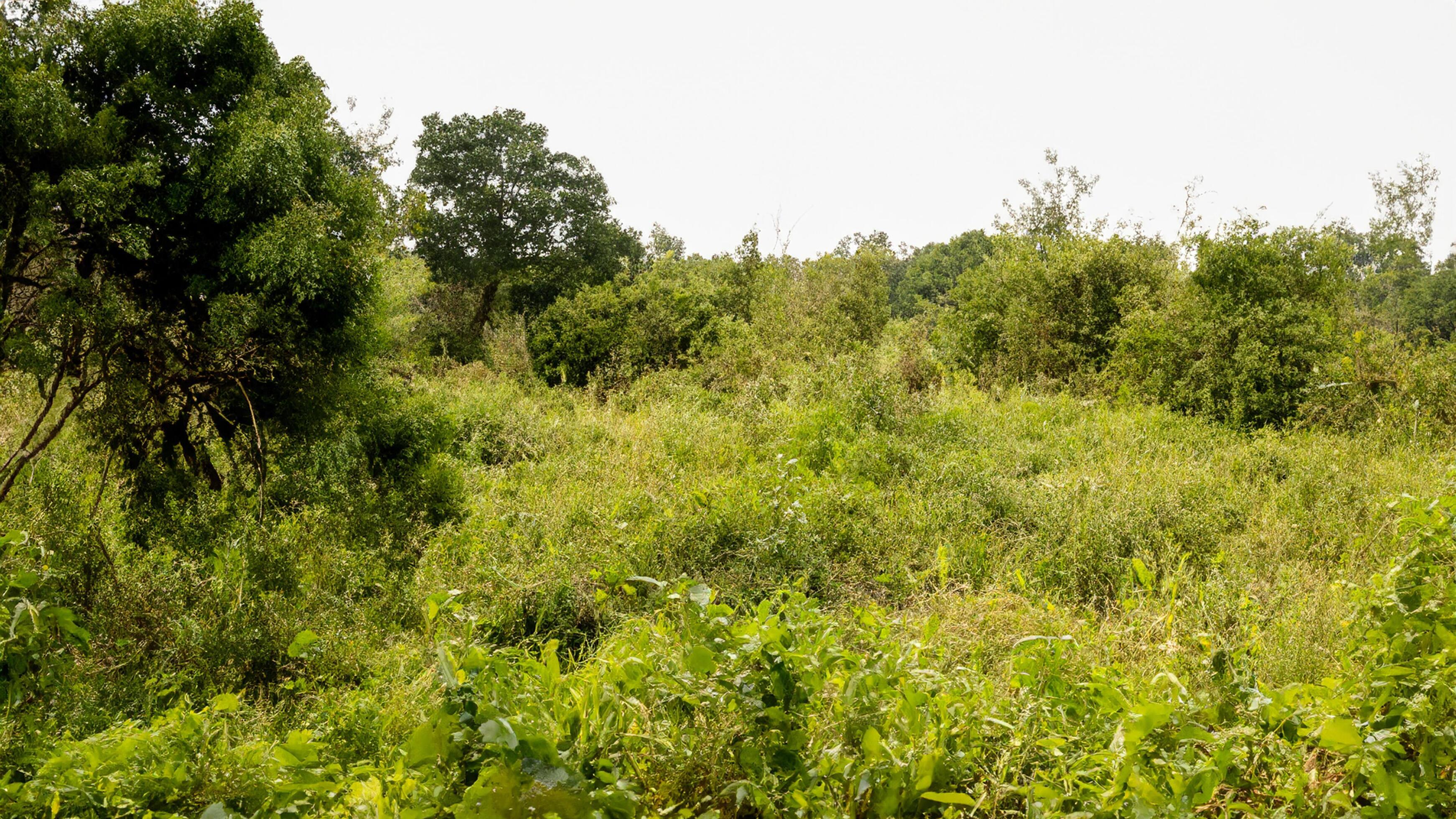 Overgrown green space before clearance