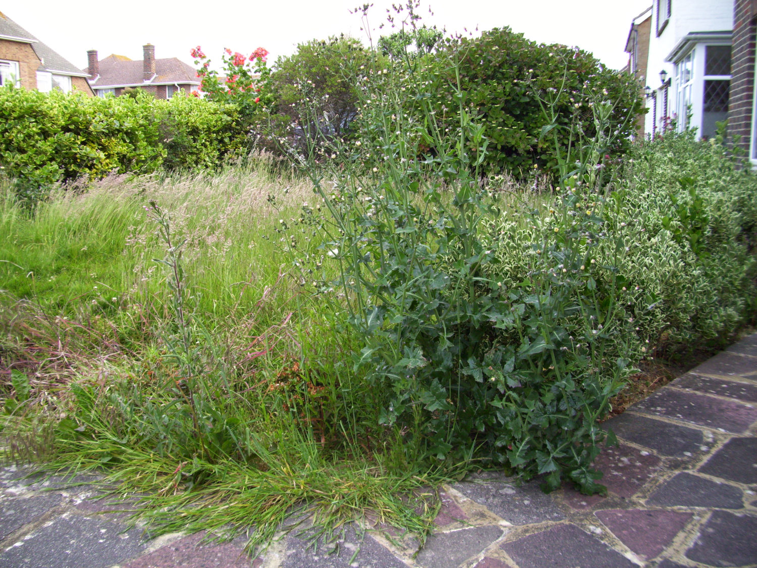 Residential outdoor area being cleared