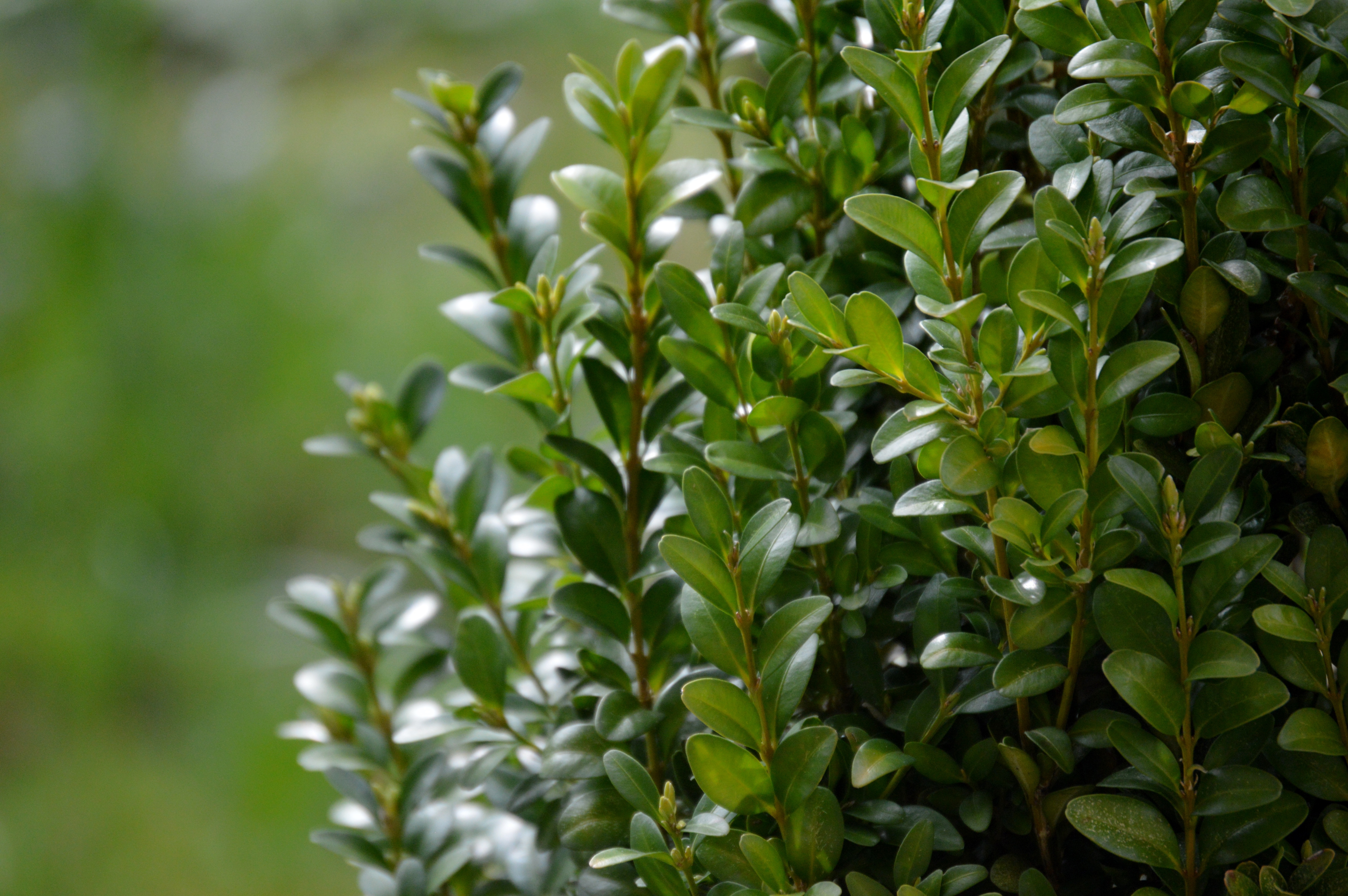 Shrub and garden plant pruning